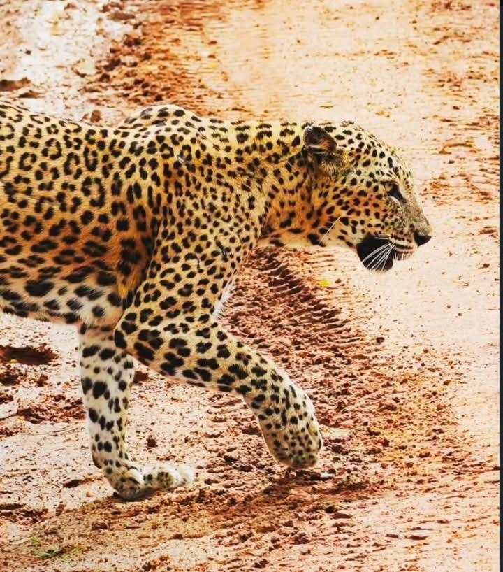 Готель Malindu Yala Gate Тіссамахарама Екстер'єр фото