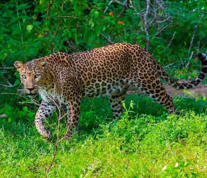 Готель Malindu Yala Gate Тіссамахарама Екстер'єр фото
